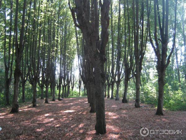 Шаровский дворцово-парковый комплекс (Украина, пгт. Шаровка) фото