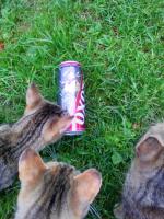 Пиво Heineken "Охота" крепкое фото