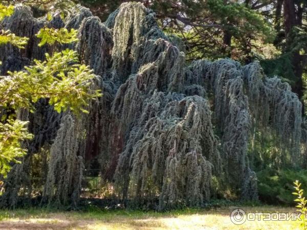 Никитский Ботанический сад фото