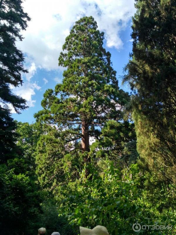 Никитский Ботанический сад фото