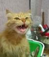 Aleksey Cat