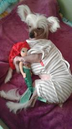 Голая Китайская хохлатая собака фото