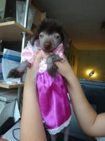 Голая Китайская хохлатая собака фото