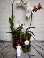 Удобрение Фитоспорин-М для цветов и комнатных растений фото