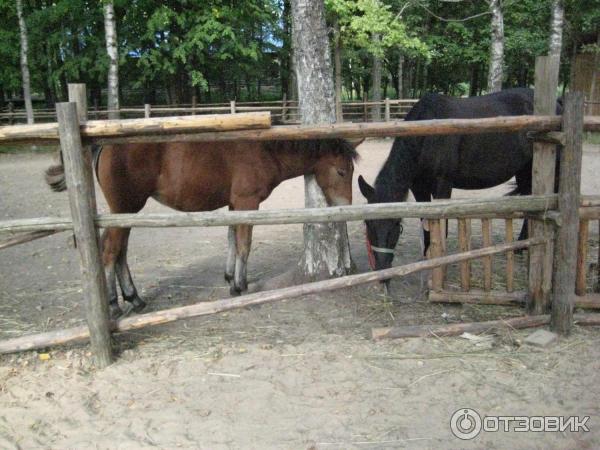 Музей Витославицы (Россия, Новгородская область) фото