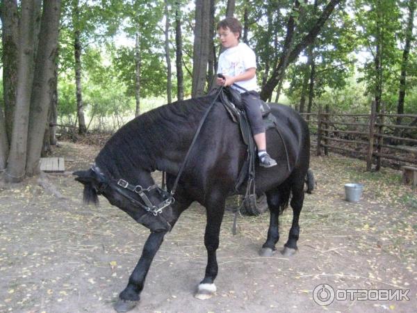 Музей Витославицы (Россия, Новгородская область) фото