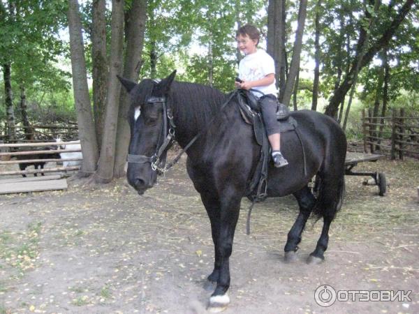 Музей Витославицы (Россия, Новгородская область) фото