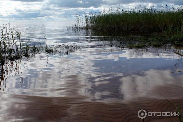 Зоопарк дикой природы в Элиствере (Эстония) фото