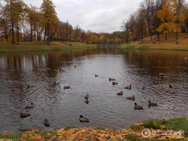 Музей Гатчинский дворец (Россия, Гатчина) фото