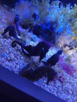 Океанариум "Морской аквариум на Чистых прудах" (Россия, Москва) фото