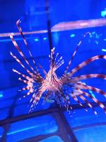 Океанариум "Морской аквариум на Чистых прудах" (Россия, Москва) фото