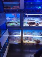 Океанариум "Морской аквариум на Чистых прудах" (Россия, Москва) фото