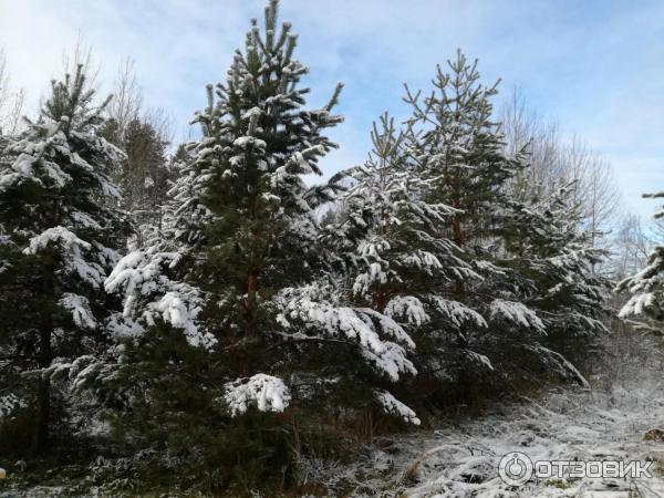 Пансионат Мечта (Россия, Нижегородская область) фото