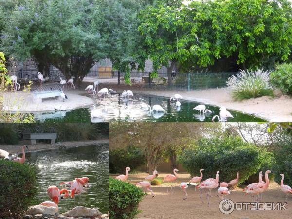 Зоопарк Аль-Айна (Al Ain Zoo) (ОАЭ, Аль-Айн) фото