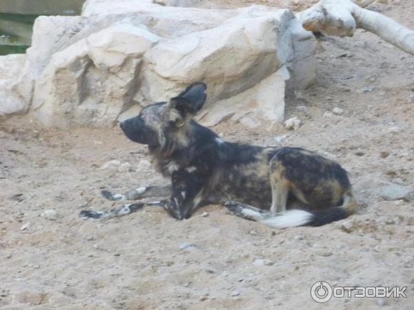 Зоопарк Аль-Айна (Al Ain Zoo) (ОАЭ, Аль-Айн) фото