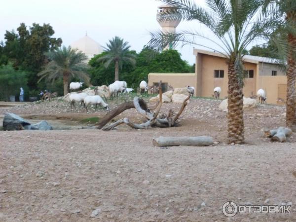 Зоопарк Аль-Айна (Al Ain Zoo) (ОАЭ, Аль-Айн) фото