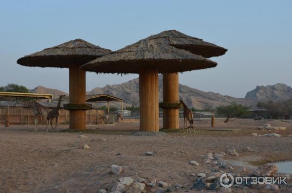 Зоопарк Аль-Айна (Al Ain Zoo) (ОАЭ, Аль-Айн) фото