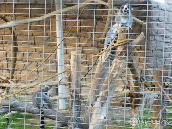 Зоопарк Аль-Айна (Al Ain Zoo) (ОАЭ, Аль-Айн) фото