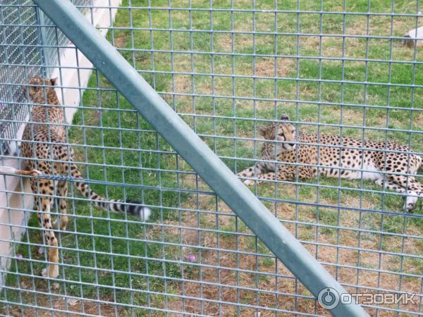 Зоопарк Аль-Айна (Al Ain Zoo) (ОАЭ, Аль-Айн) фото