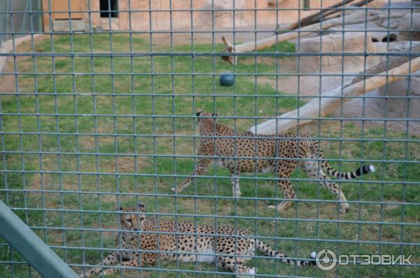 Зоопарк Аль-Айна (Al Ain Zoo) (ОАЭ, Аль-Айн) фото