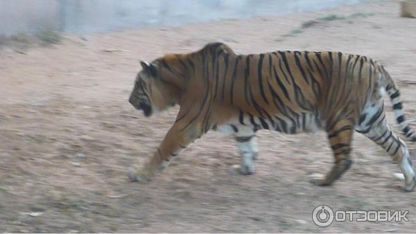 Зоопарк Аль-Айна (Al Ain Zoo) (ОАЭ, Аль-Айн) фото