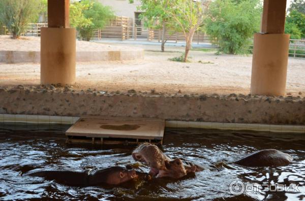 Зоопарк Аль-Айна (Al Ain Zoo) (ОАЭ, Аль-Айн) фото