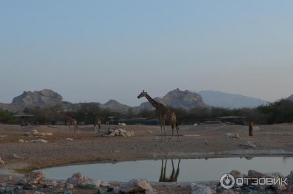 Зоопарк Аль-Айна (Al Ain Zoo) (ОАЭ, Аль-Айн) фото