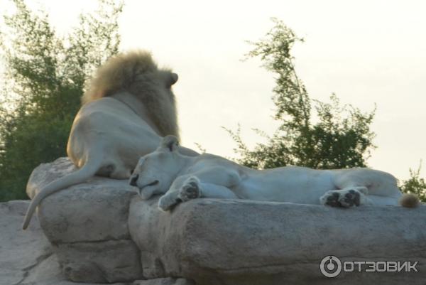 Зоопарк Аль-Айна (Al Ain Zoo) (ОАЭ, Аль-Айн) фото