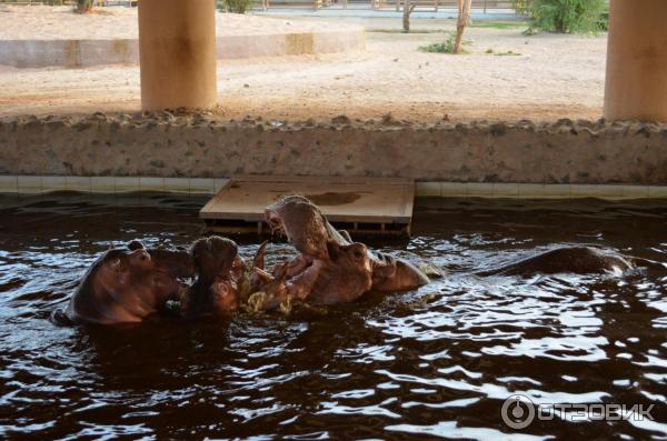 Зоопарк Аль-Айна (Al Ain Zoo) (ОАЭ, Аль-Айн) фото