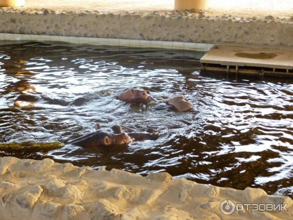 Зоопарк Аль-Айна (Al Ain Zoo) (ОАЭ, Аль-Айн) фото