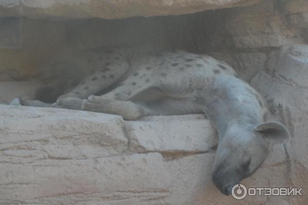 Зоопарк Аль-Айна (Al Ain Zoo) (ОАЭ, Аль-Айн) фото