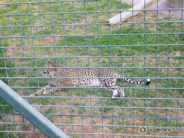 Зоопарк Аль-Айна (Al Ain Zoo) (ОАЭ, Аль-Айн) фото