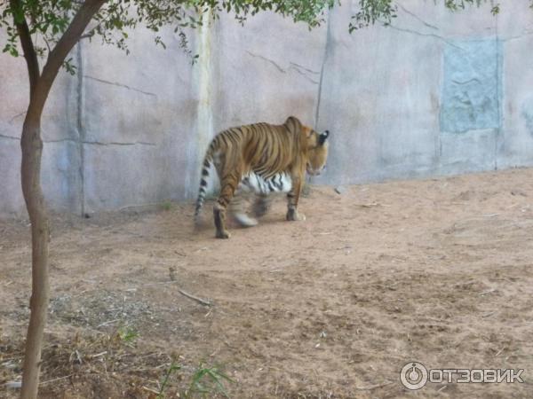 Зоопарк Аль-Айна (Al Ain Zoo) (ОАЭ, Аль-Айн) фото