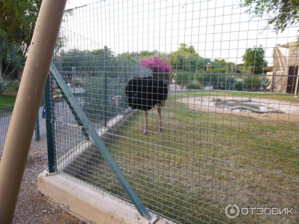 Зоопарк Аль-Айна (Al Ain Zoo) (ОАЭ, Аль-Айн) фото