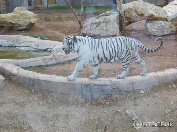 Зоопарк Аль-Айна (Al Ain Zoo) (ОАЭ, Аль-Айн) фото