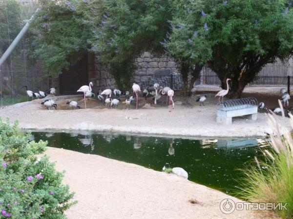 Зоопарк Аль-Айна (Al Ain Zoo) (ОАЭ, Аль-Айн) фото