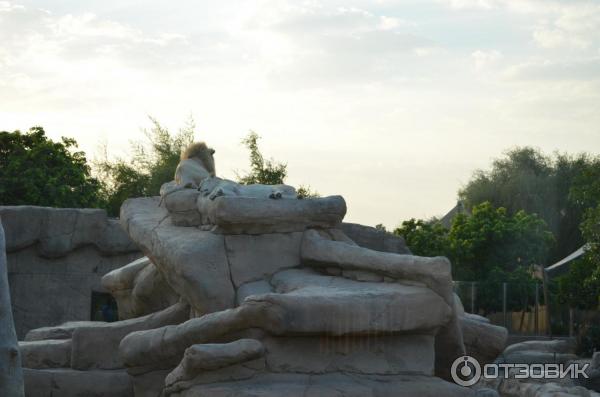 Зоопарк Аль-Айна (Al Ain Zoo) (ОАЭ, Аль-Айн) фото