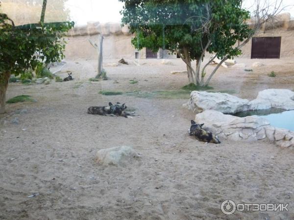 Зоопарк Аль-Айна (Al Ain Zoo) (ОАЭ, Аль-Айн) фото