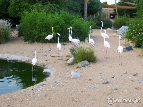 Зоопарк Аль-Айна (Al Ain Zoo) (ОАЭ, Аль-Айн) фото