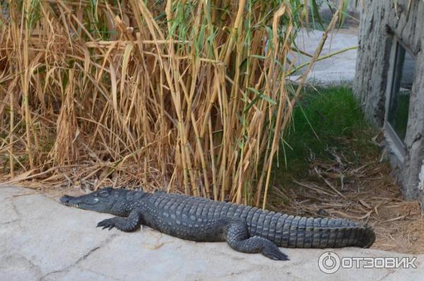 Зоопарк Аль-Айна (Al Ain Zoo) (ОАЭ, Аль-Айн) фото