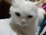 Капли для кошек против блох и клещей АВЗ БАРС фото
