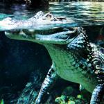 Океанариум Star&Mlad (Россия, Воронеж) фото