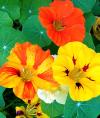 Nasturtium