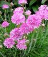 Armeria