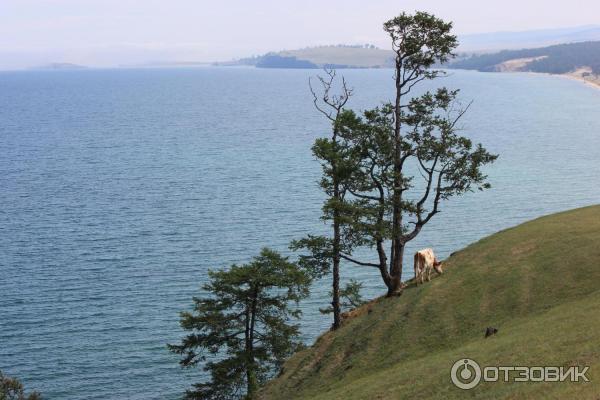 коровы и лошади гуляют здесь вольно