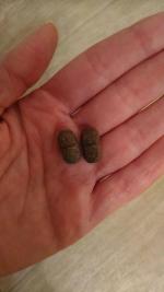 Лекарственный препарат АВВА РУС Лактофильтрум фото