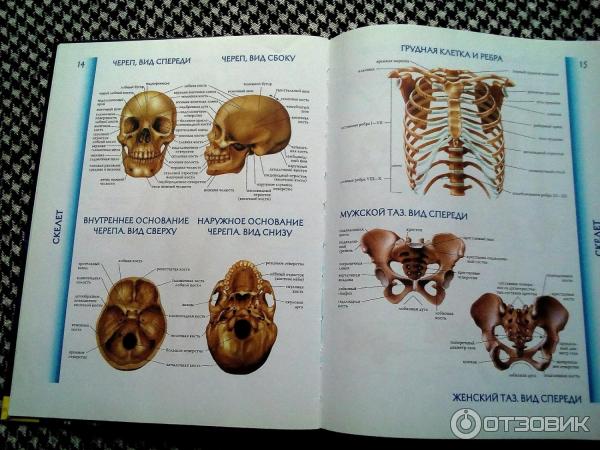 Книга Атлас анатомии человека - издательство Клуб Семейного Досуга фото