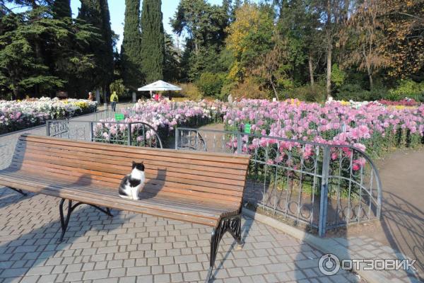 Бал Хризантем в Никитском Ботаническом саду (Крым)