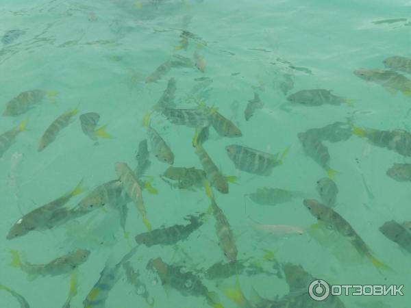 Экскурсия на острова Coral Island и Raya (Таиланд, Пхукет) фото