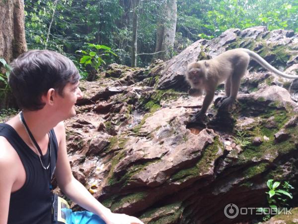 Экскурсия Пещера обезьян, катание на квадроциклах и слонах, рафтинг (Таиланд, Пхукет) фото